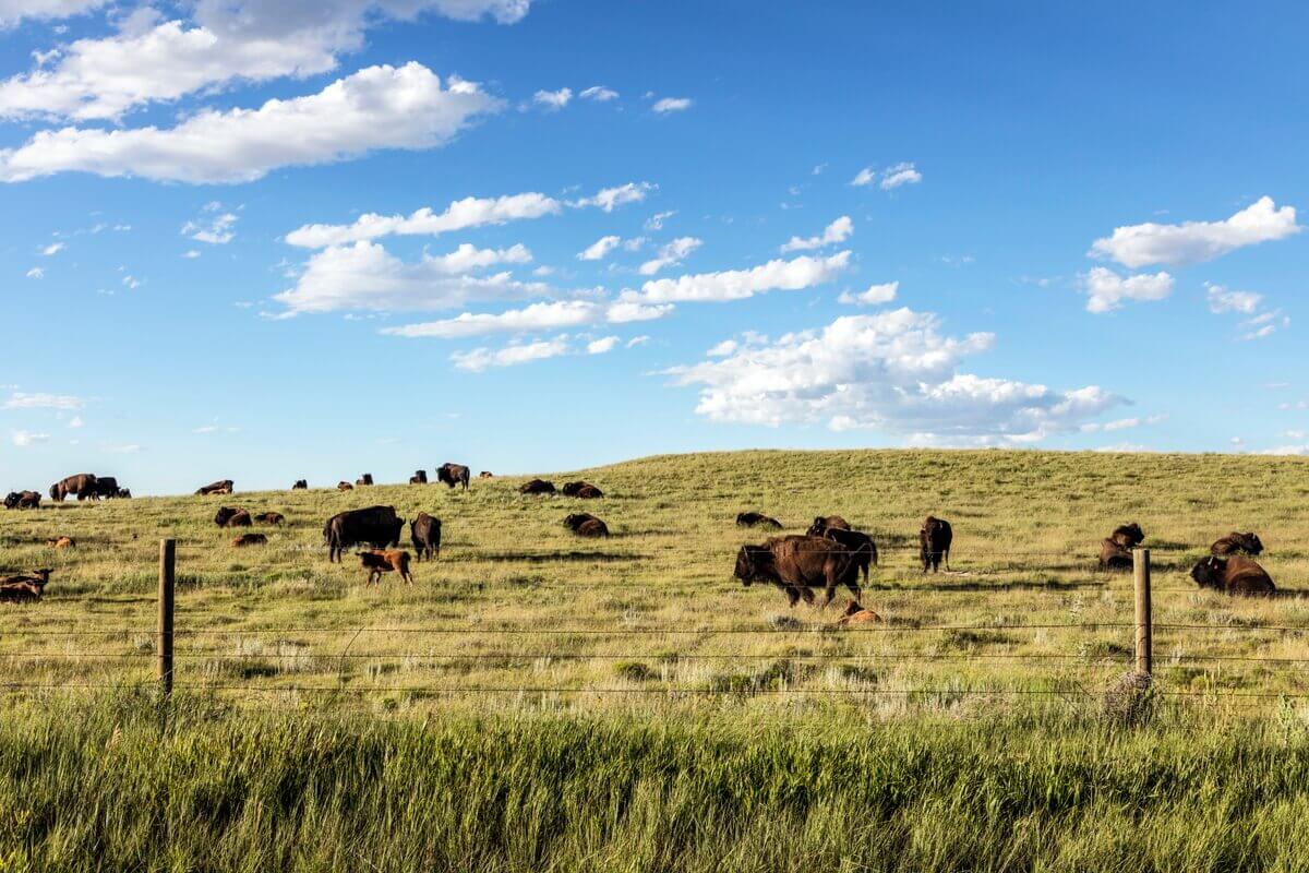 bison in weld county colorado