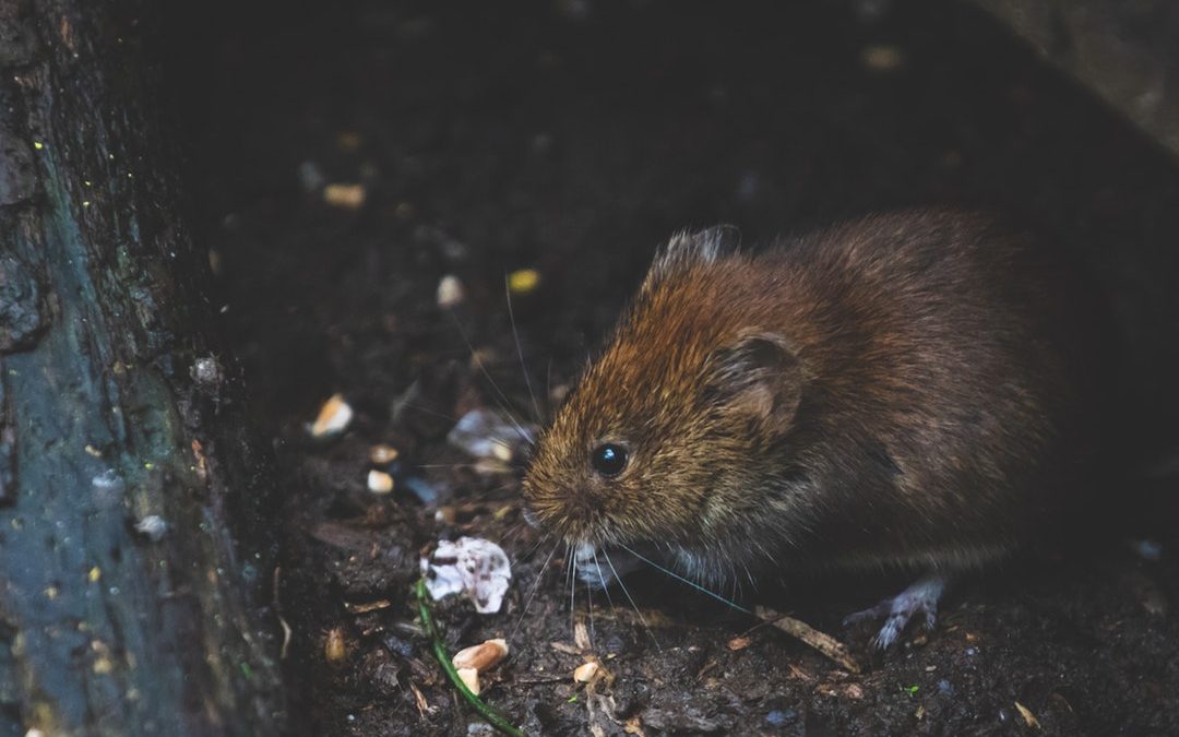 Rodents Pose a Danger to Tenants in Denver – Avoid These Serious Consequences by Hiring a Property Manager to Ensure Your Rentals Are Safe