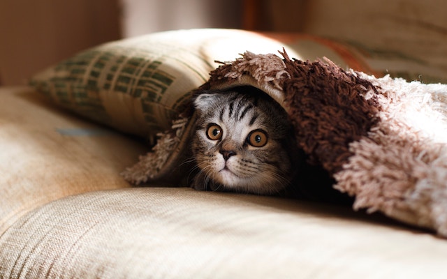cat-house-pet-blanket