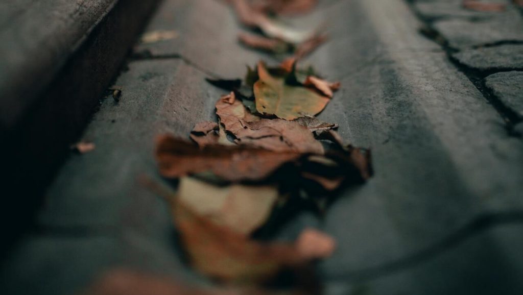 Fall Leaves