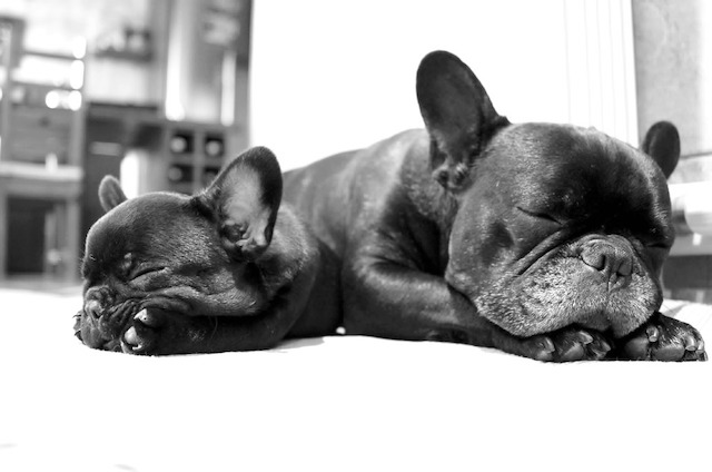 pugs-family-dogs-pets-home-sleeping